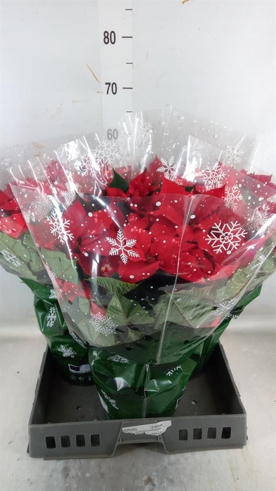 <h4>Euphorbia pulc. 'Fantasy Star'</h4>