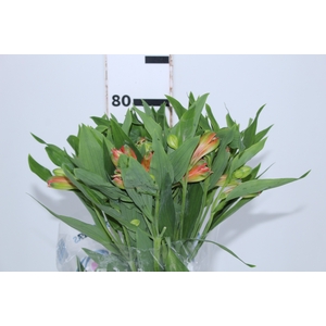 ALSTROEMERIA MOTION 080 CM LARANJA