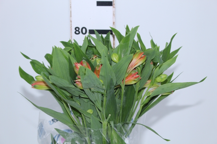 ALSTROEMERIA MOTION 080 CM LARANJA