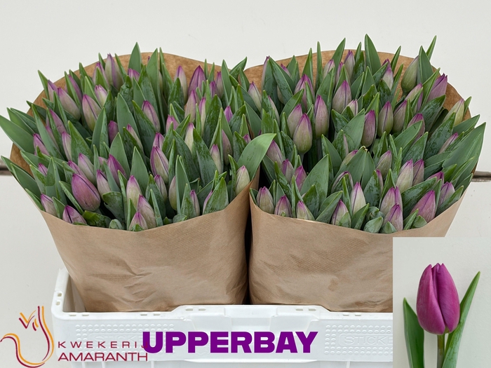 <h4>TU EN UPPERBAY II</h4>