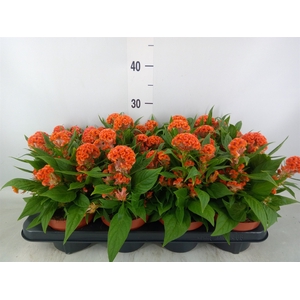 Celosia arg. CR 'Twisted lg Orange'