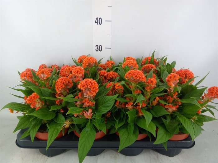 <h4>Celosia arg. CR 'Twisted lg Orange'</h4>