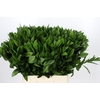 Ruscus Hypophyllum