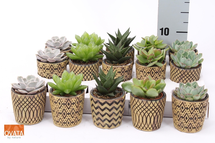 <h4>SUCC GEM 5 SRT</h4>