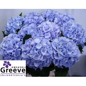 Hydr Verena Blue Greeve