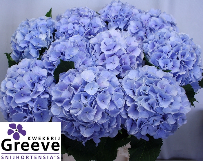 <h4>Hydr Verena Blue Greeve</h4>