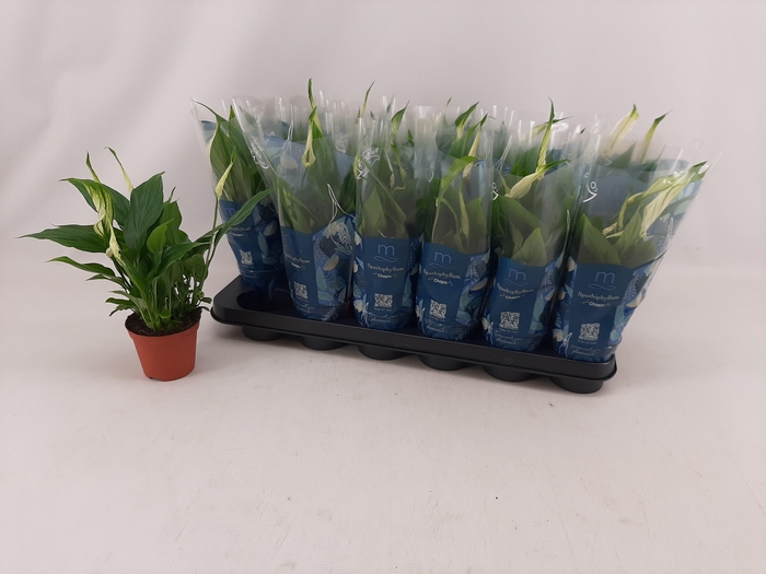 <h4>SPATH CHOPIN</h4>