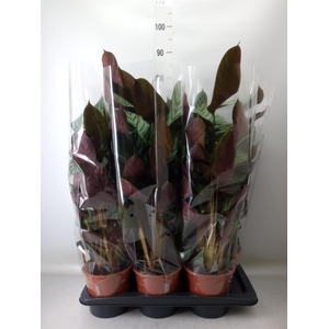 Ctenanthe setosa 'Compactstar'