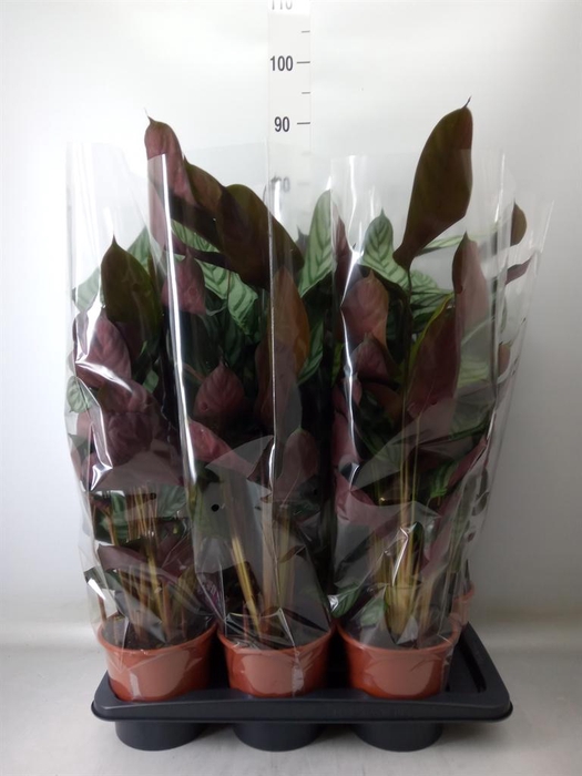 <h4>Ctenanthe setosa 'Compactstar'</h4>