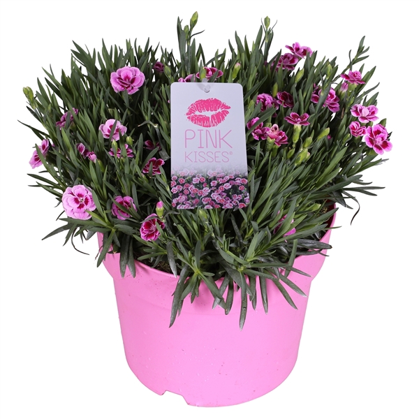 <h4>Dianthus 'Pink Kisses'</h4>