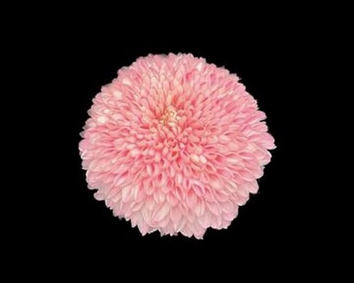 <h4>Chr T Klb Newton Pastel Pink</h4>