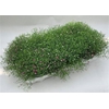 Gypsophila Rose/wit