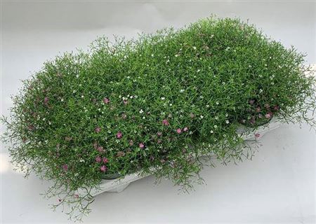 Gypsophila Rose/wit