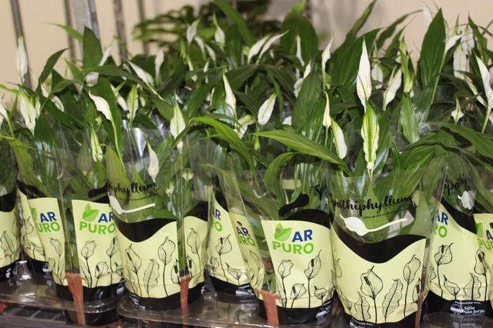 <h4>SPATHIPHYLLUM P11 MIN 5 HT COM FLOR</h4>