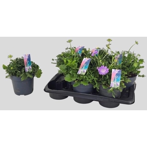 SCAB CO BUTTERFLY BL