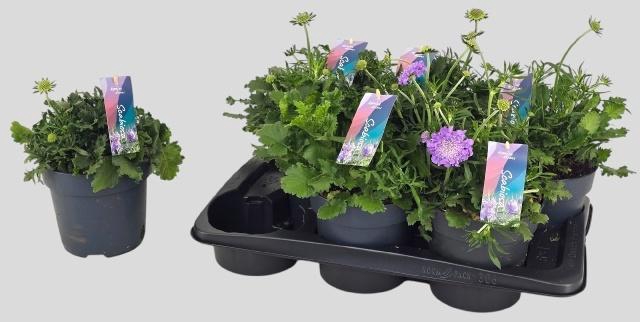 <h4>SCAB CO BUTTERFLY BL</h4>