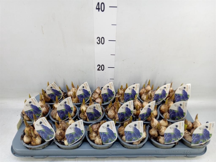 <h4>Muscari  'Lindsay'</h4>