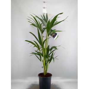 Howea forsteriana