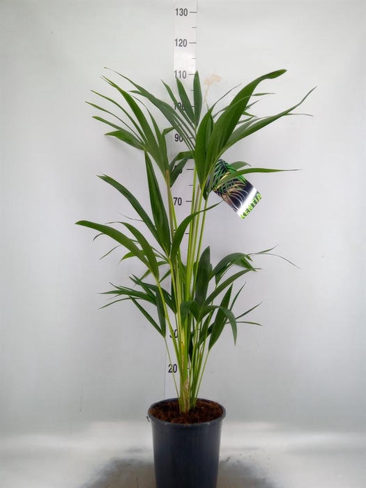 <h4>Howea forsteriana</h4>