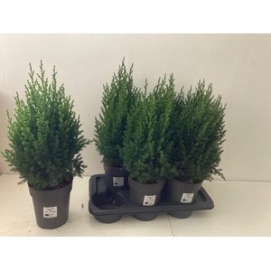 JUNI CH STRICTA
