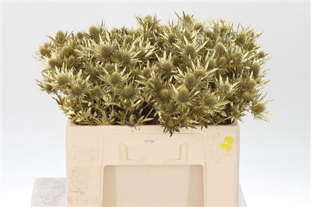 <h4>Eryngium Dyed Gold</h4>