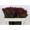 Leucadendron Blush Spray