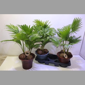 Livistona Rotundifol In Keramiek