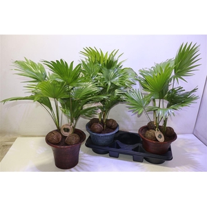 arr8 Livistona Rotundifol In Keramiek