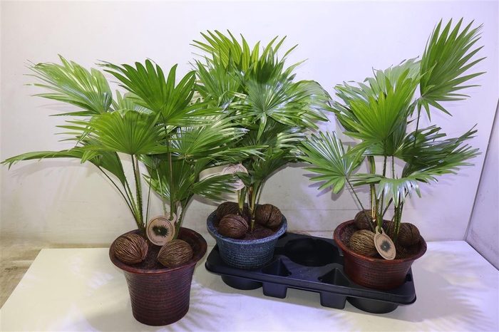 <h4>arr8 Livistona Rotundifol In Keramiek</h4>