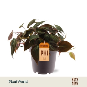 Philodendron scandens 'Micans'