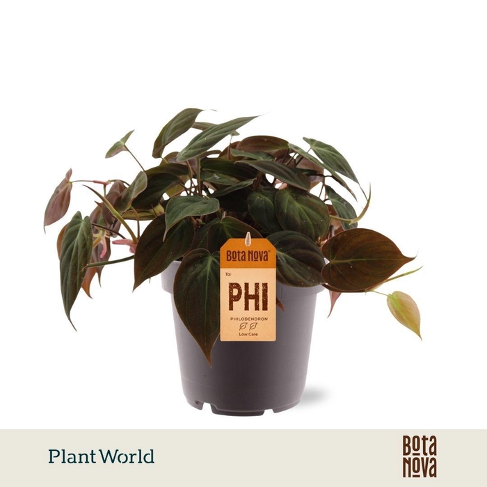 <h4>Philodendron scandens 'Micans'</h4>