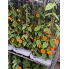 Thunbergia 50cm