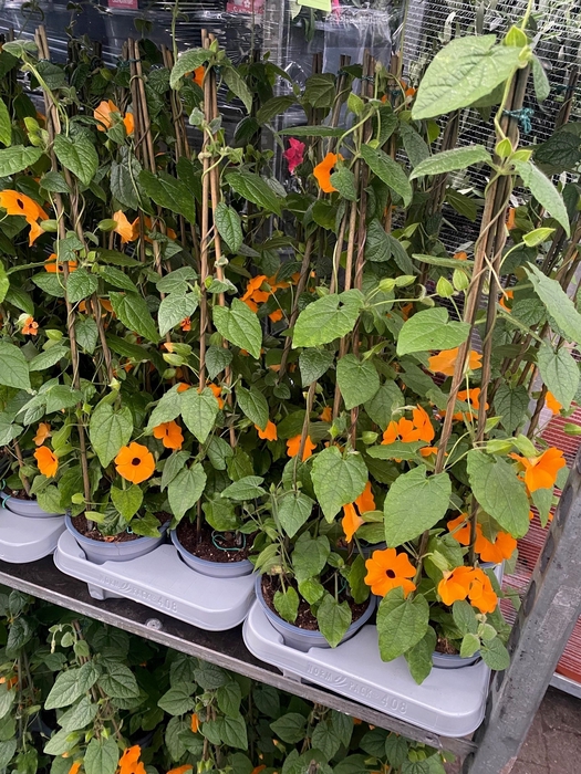 Thunbergia 50cm