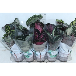 CALATHEA P12 VARIADO