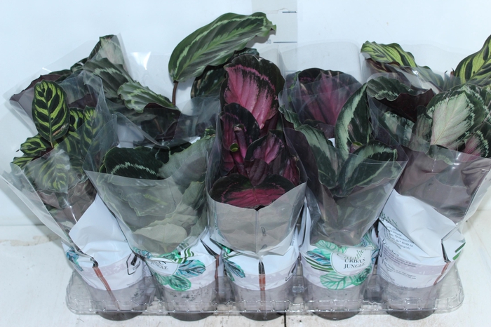 <h4>CALATHEA P12 VARIADO</h4>