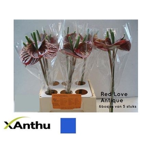 ANTH A RED LOVE