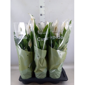 Spathiphyllum  'Bingo Cupido'