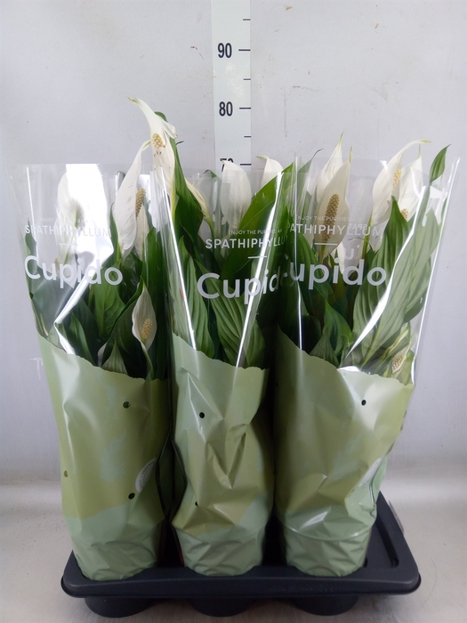 <h4>Spathiphyllum  'Bingo Cupido'</h4>