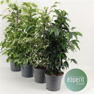 Ficus Be Gemengd Royal