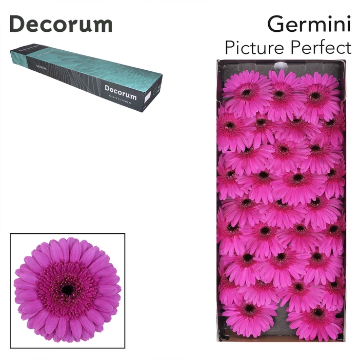 <h4>Germini Picture Perfect Doos</h4>