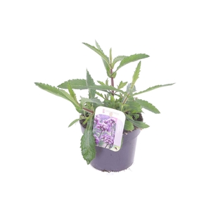 Verbena bonariensis Violet Blue