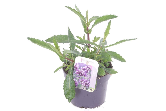 <h4>Verbena bonariensis Violet Blue</h4>