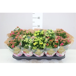 Kalanchoe Rosalina Mix
