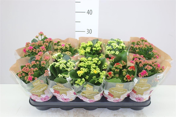 <h4>Kalanchoe Rosalina Mix</h4>