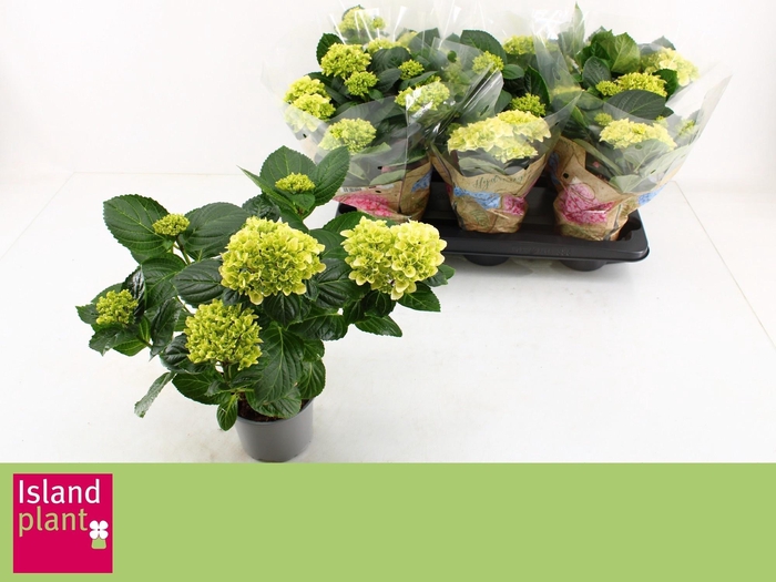 <h4>HYDR M HI WHITE SUN</h4>