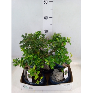 Bonsai   ...mix