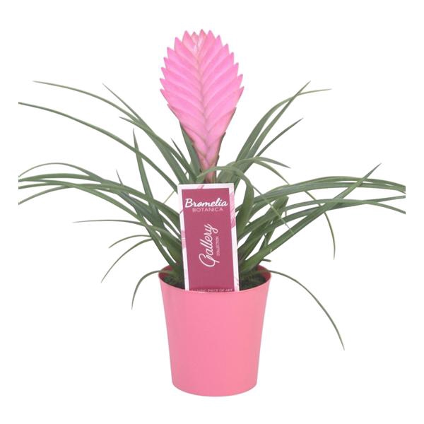 <h4>Tillandsia cyanea 'Anita' in roze kunststof pot</h4>