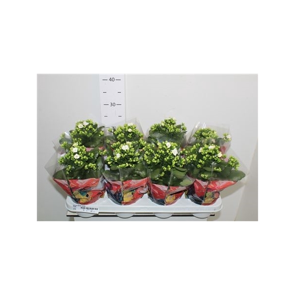 <h4>Kal Ge Stellar White 12cm Pot</h4>