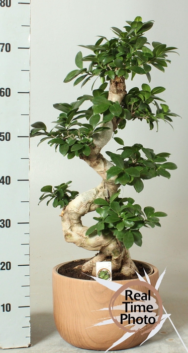 <h4>FIC MI GINSENG</h4>