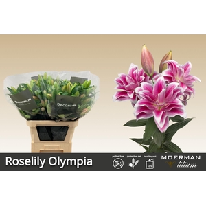 LI OR DU RL OLYMPIA